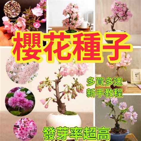 種櫻花盆栽|櫻花種植盆栽指南：酸鹼度、日照條件、落葉季節全攻。